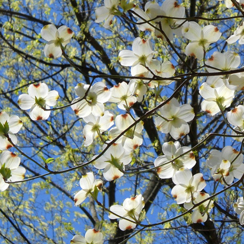 Buy Cloud Nine North American Flowering Dogwood Tree Online. FREE UK
